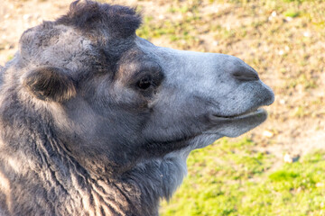 The portrait of the Bactrian camel (Camelus bactrianus), also known as the Mongolian camel or...
