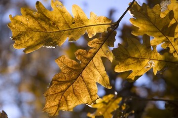 Fototapeta na wymiar autumn oak leaves in the park