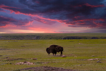 Fototapeta na wymiar Bison in Saskatchewan, Canada