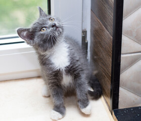 scottish bicolor grey kitten by the window
