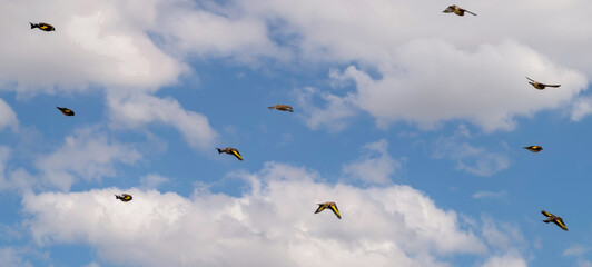 a flock of Goldfinches (Carduelis carduelis) on Salisbury Plain Wiltshire UK