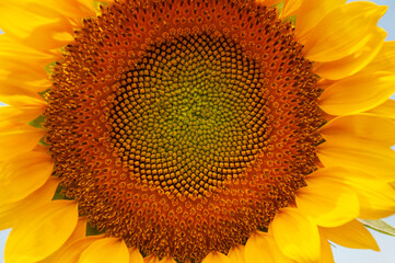 Sunflower flower on a background of blue sky close up. High quality photo