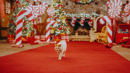 Christmas big house of Santa Claus, lots of Christmas trees and candies. A cat walks in the Christmas house decorated with lights. Lots of gifts under the Christmas tree