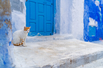 Cute cat sitting near blue house door.