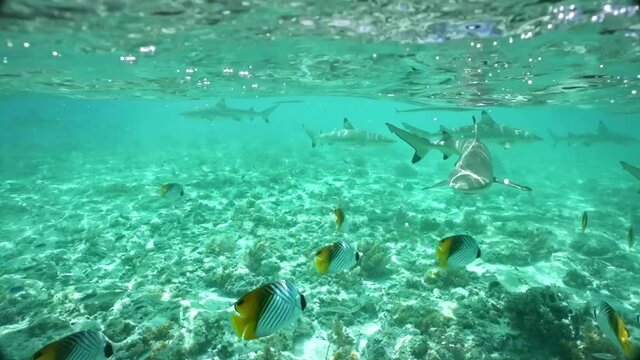 Tropical fish, stingrays and sharks swim in turquoise blue water in Bora Bora, Tahiti French Polynesia. Tropical vacation water activities - snorkeling and diving tour.