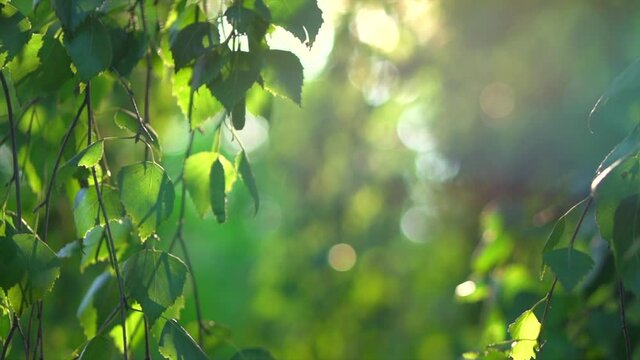 Nature background. Sun flare. Beautiful Sun shine through the birch tree green leaves. Blurred abstract bokeh with sun flare. Sunlight. Beams of light. Summer. Environment backdrop. Slow motion 4K
