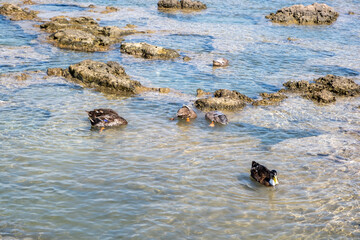 Wild ducks and drakes, anas platyrhynchos with yellow beak swim in clear blue sea