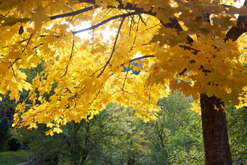 Autumn leaves nature background.