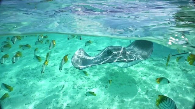 Underwater Tahiti. Tropical fish, stingray, and sharks swim in Bora Bora, French Polynesia. Luxury travel vacation, paradise getaway, exotic destination, snorkeling and diving.