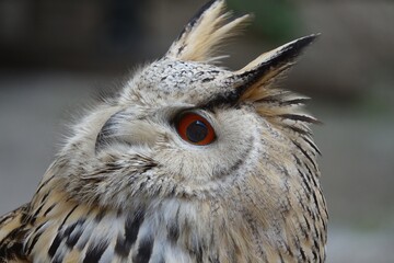 grand duc de coté