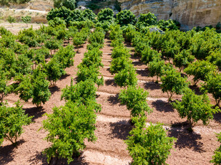 Fototapeta na wymiar general view of pomegranate trees garden