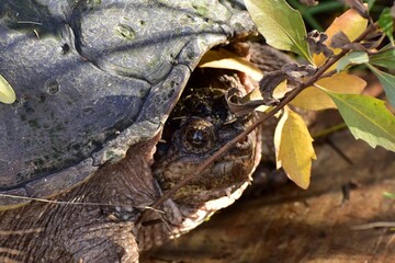 snapping turtle