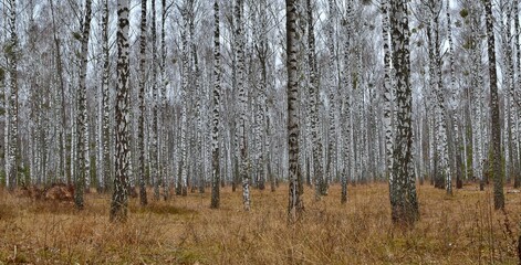 Birch forest in deep autumn