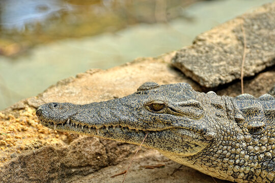 A picture of a crocodile