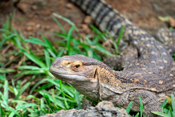 A picture of a lizard