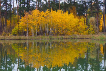 young trees with yellow foliage