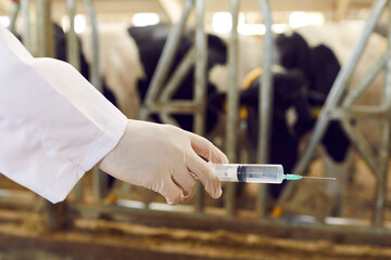 Closeup of livestock veterinarian's hand in white medical rubber glove holding syringe with cattle...