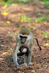 A little monkey in the leaves