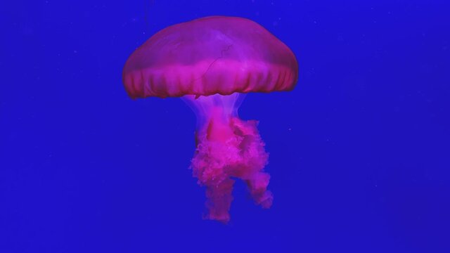 Jellyfish swimming in blue water. Chrysaora pacifica
