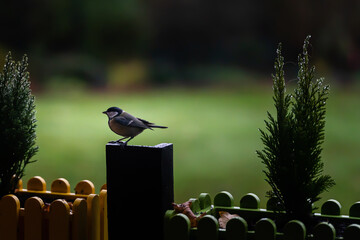 Kohlmeise im Herbst auf dem Balkon