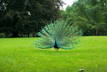 Obraz premium Peacock in Lazienki Park. Warsaw. Poland