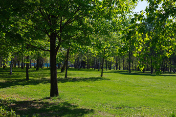 Fototapeta na wymiar Green glade in the city recreation park.