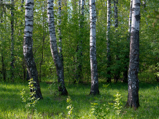 Naklejka premium Slender snow-white birches in the spring forest.