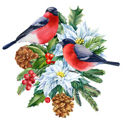 Bullfinch and Flower poinsettia, pine branches with cones. Watercolor Christmas illustration