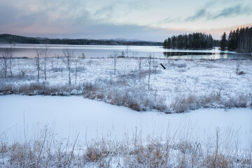 Fototapeta na wymiar Winter landscape with frost covered trees and sedges, river Pielisjoki, Finland