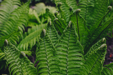 Perfect natural fern pattern. Beautiful background made with young green fern leaves