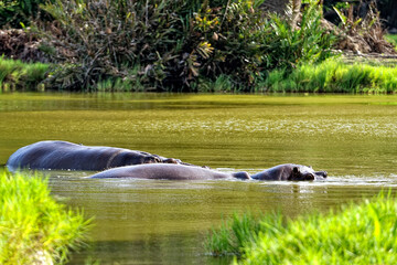 A picture of some hippopotamus