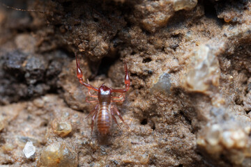 Pseudo-scorpion Chthonius on stone in close-up