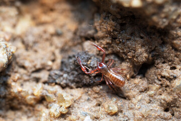Pseudo-scorpion Chthonius on stone in close-up