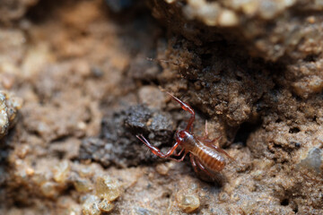 Pseudo-scorpion Chthonius on stone in close-up