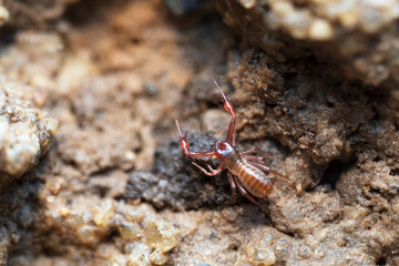 Pseudo-scorpion Chthonius on stone in close-up