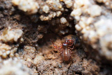 Pseudo-scorpion Chthonius on stone in close-up