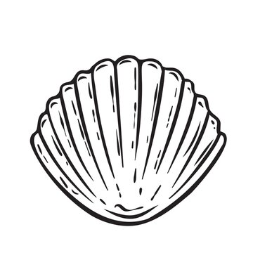 Hand drawn sea scallop, seashell vector illustaration. Marine underwater theme.