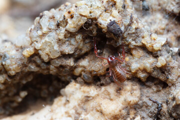 Pseudo-scorpion Chthonius on stone in close-up