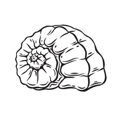Hand drawn seashell vector illustration. Marine underwater theme.
