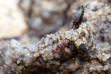 Pseudo-scorpion Chthonius on stone in close-up