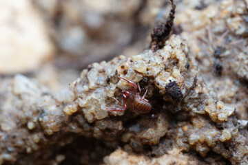 Pseudo-scorpion Chthonius on stone in close-up