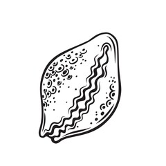 Hand drawn seashell vector illustration. Marine underwater theme.