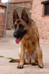 Vertical close-up of a brown tired sitting dog sticking out its tongue