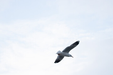 seagull in the sky
