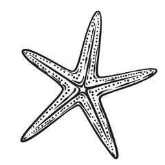 Hand drawn starfish or sea star vector illustration