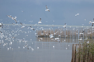 Sea Gulls in the Sky
