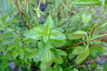 Growing lemon basil in a rustic vegetable garden. Close-up of basil twigs and leaves. An edible plant that is beneficial to health.