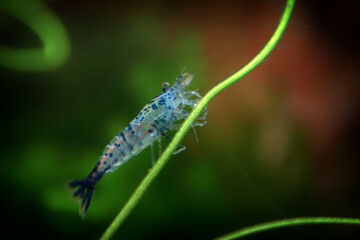 Neocaridina Freshwater Shrimp, dwarf shrimp in the aquarium. Aquascaping, aquaristic Animal macro, close up photography with a focus gradient and soft background. 