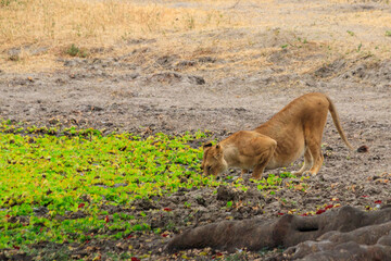 Lioness (Panthera leo) drinking water from waterhole in Tarangire national park, Tanzania
