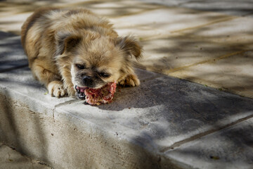 Perro callejero comiendo comida encontrada en la calle. - obrazy, fototapety, plakaty